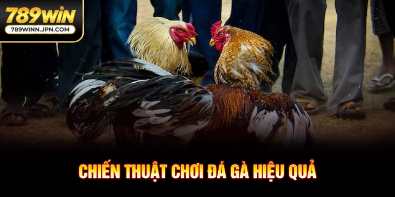 Chiến thuật chơi đá gà hiệu quả