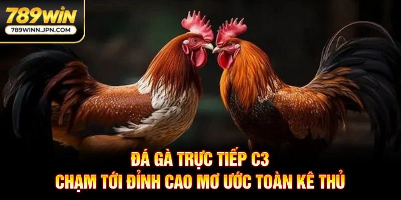 Đá Gà Trực Tiếp C3 - Chạm Tới Đỉnh Cao Mơ Ước Toàn Kê Thủ