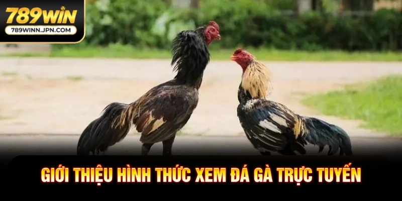 Giới thiệu hình thức xem đá gà trực tuyến
