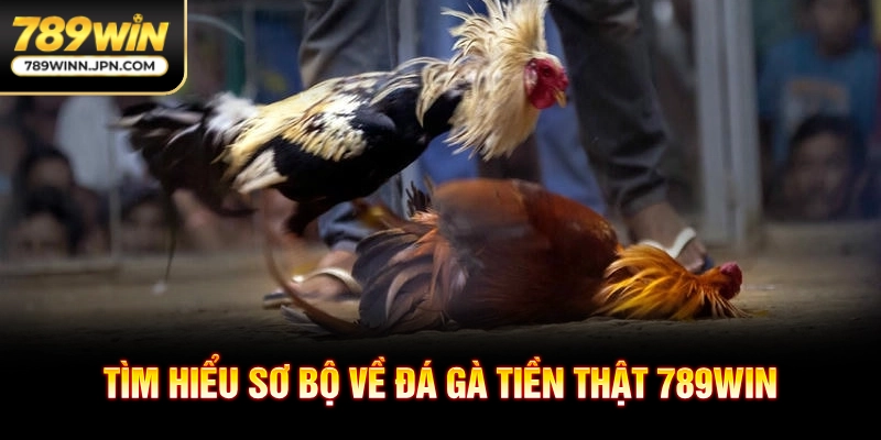 Tìm hiểu sơ bộ về đá gà tiền thật 789win