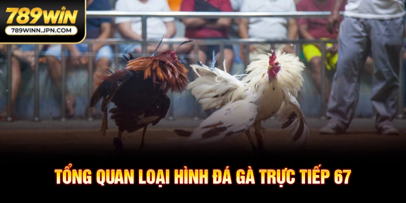 Tổng quan loại hình đá gà trực tiếp 67