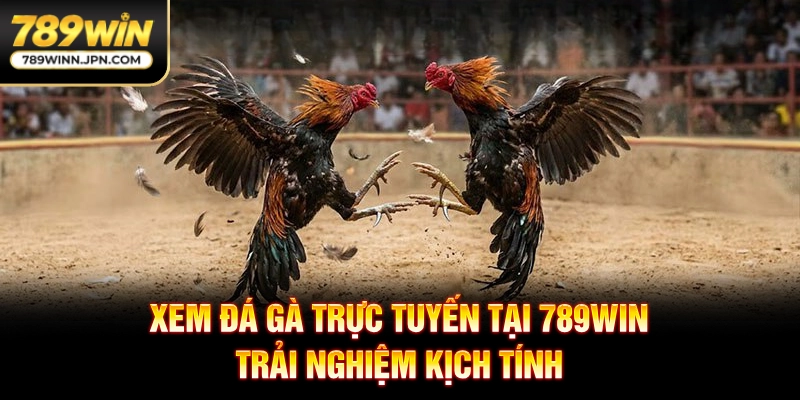 Xem Đá Gà Trực Tuyến Tại 789WIN - Trải Nghiệm Kịch Tính